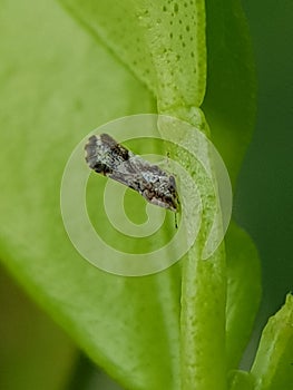 Diaphorina citri, theÂ Asian citrus psyllid, is a sap-sucking,Â hemipteranÂ bug in the familyÂ Liviidae